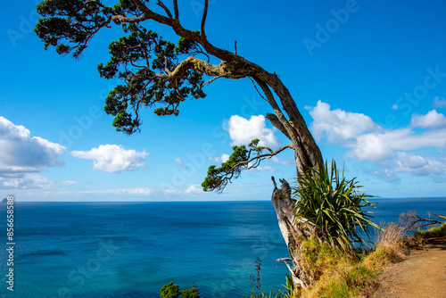 Mangawhai Cliff Walk - New Zealand