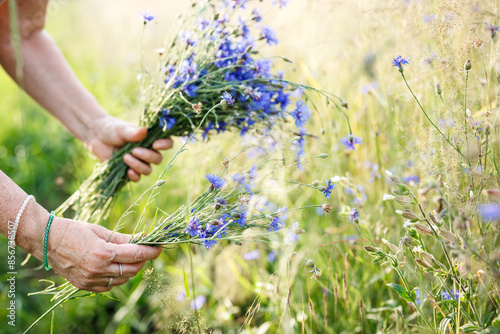 Woman holding summer wildflower bouquet from meadow. Female herbalist gathering blue cornflower for drying and herbal medicine