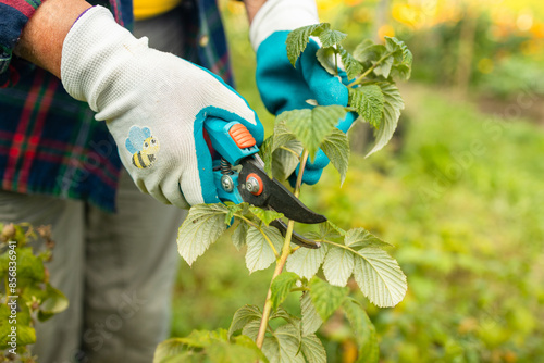 A gardener manually cuts a raspberry bush with a bypass pruner. Pruning of raspberry and blackberry bushes with bypass secateurs. Dacha and vegetable garden, gardening, bush care. High quality photo