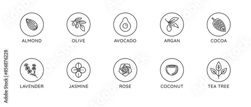 Vector set of natural ingredients and oils for cosmetics in linear style - packaging design templates and emblems - olive, almond, avocado, cocoa, coconut, argan, lavender, jasmine and rose