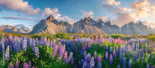 Mountainous Icelandic Landscape with Blooming Lupine