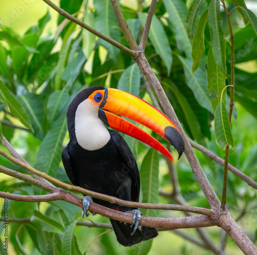 Toco toucan (Ramphastos toco) is sitting on a tree branch. Brazil. Pantanal. 