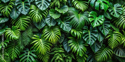 Tropical plant wall background with monstera leaves, lush green foliage, large monstera deliciosa, and fern leaves, tropical