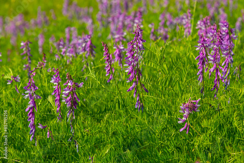 Vetch, vicia cracca valuable honey plant, fodder, and medicinal plant. Fragile purple flowers background. Woolly or Fodder Vetch blossom in spring garden