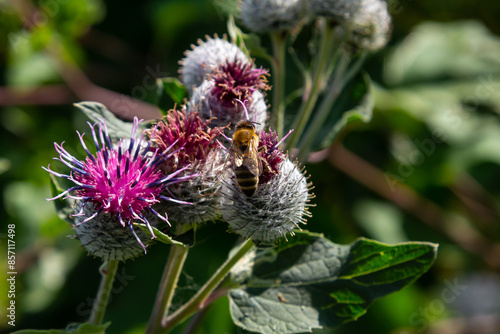 The arachnoid burdock Arctium tomentosum.Wild plants of Siberia