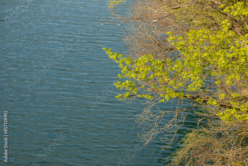 dettagli di alcuni alberi bassi che toccano o si avvicinano all'acqua scura lungo la riva di un fiume