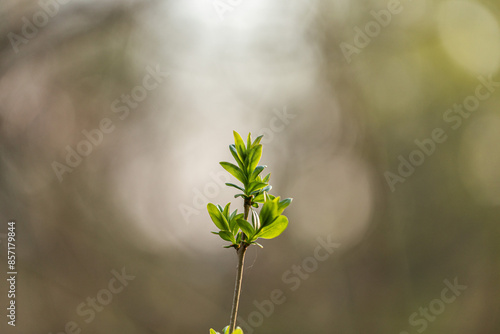 piccolissimo germoglio con foglie verdi cresciute da un sottile ramo di una pianta, su sfondo chiaro e sfuocato con effetto bokeh, di giorno, in primavera