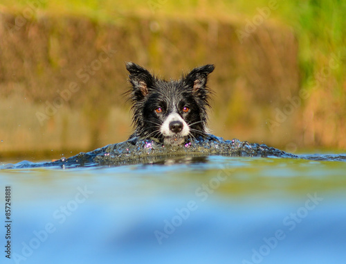 Czarno biały pies rasy Border Collie w wodzie