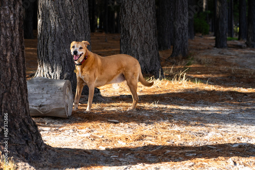 Dog standing in the woods with trees in the background. Sunlight caresses the surroundings.