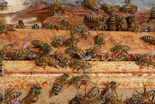 Un apiculteur a ouvert une ruche pour effectuer son travail d'entretien des abeilles.