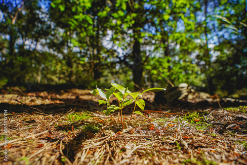 Close up of small new small plant trees growing out of the forest soil sun shining on new plants