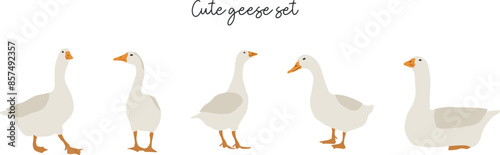 Flat goose set illustration. Vector cliparts of domestic birds. Farming