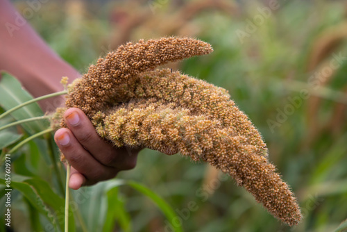 Farmer Hand-holding millet spike in the agriculture harvest field. Selective focus