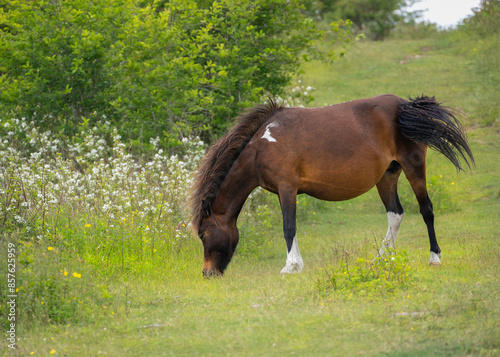 A pregnant chestnut brown mare grazes in a meadow in Grayson Highlands State Park in Virginia. She is one of a herd of wild ponies introduced to the park in 1975 to control brush on the balds.