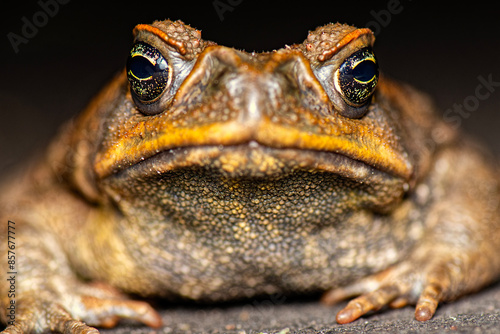 The cane toad, also known as the giant neotropical toad or marine toad, is a large, terrestrial true toad native to South and mainland Central America.