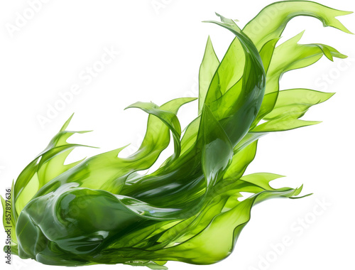 green kelp seaweed from deep sea isolated on white or transparent background,transparency 