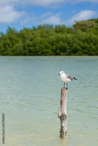 seagull sitting on a stick marking designation of the road for the navigable part of the bay of chuburna mangrove