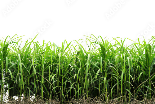 Green Sugarcane Field