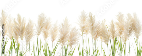 White Pampas Grass Row