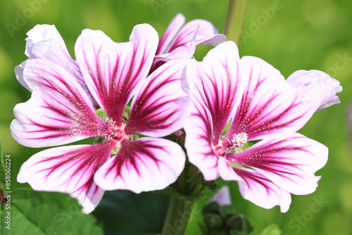 Beautiful blooming mallow in sunny June