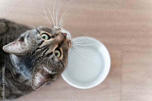 Domestic tabby cat approaches a bowl of food, bright sunlight falls on the floor and on the cat. High quality photo