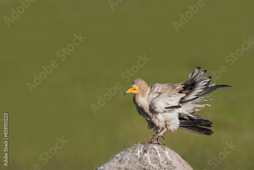 The Egyptian Vulture (Neophron percnopterus) is also known as the White Scavenger Vulture or Pharaoh's Hen. It was shot in Turkey.