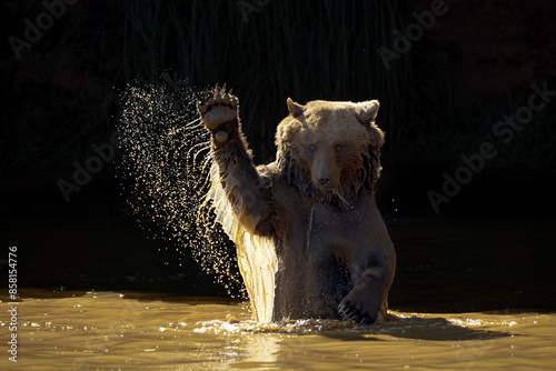 Nice photo of a brown bear enjoying a bath in the river