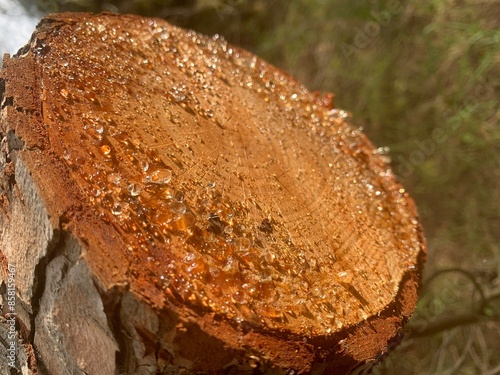 Tree sap on sawn-off trunk closeup. A viscous gum seeped through the age rings pores on rough surface of pine stump. Clear drops of resin oozing from freshly cut conifer wood, sparkling in the sun.