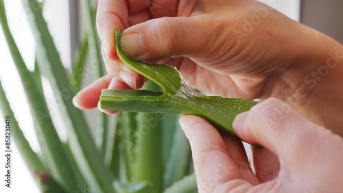 Separating aloe vera gelly flesh from leaf by hands closeup. Aloe vera plant at the background.