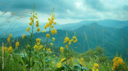 Agrimony from Japan s mountainous regions