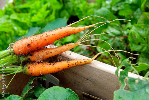 bunch of carrots on a wooden background