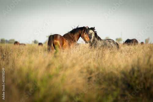 Beautiful wilde horses in nice backlight form sunset