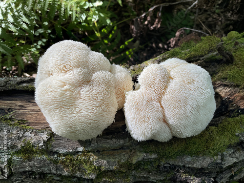 Lion's Mane mushroom on oak tree in the autumn forest. ( Hericium erinaceus ) 