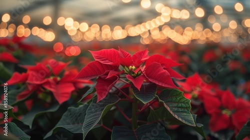 A close-up image of a vibrant red poinsettia flower with its leaves in focus, against a backdrop of blurred, red poinsettias and a string of lights. The image captures the beauty of these seasonal flo