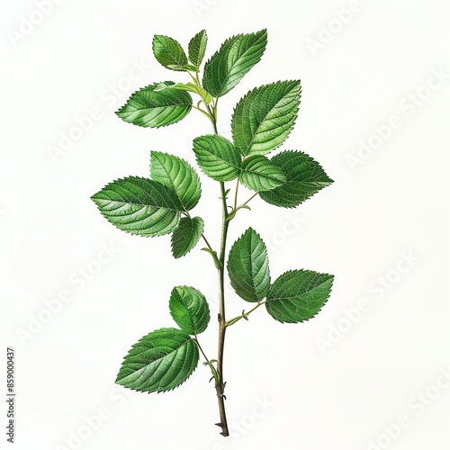 Detailed botanical image of Rutaceae plant structure, isolated on a clean white backdrop