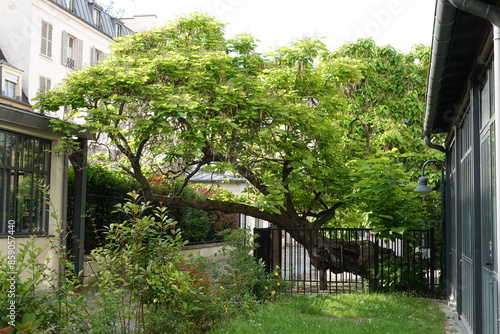 Vieux Catalpa dans une cour Parisienne