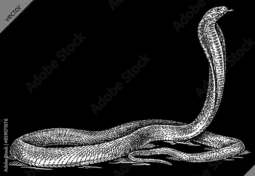 Vintage engraving isolated snake set illustration serpent ink sketch. Reptile asp background viper silhouette cobra art. Black and white hand drawn vector image