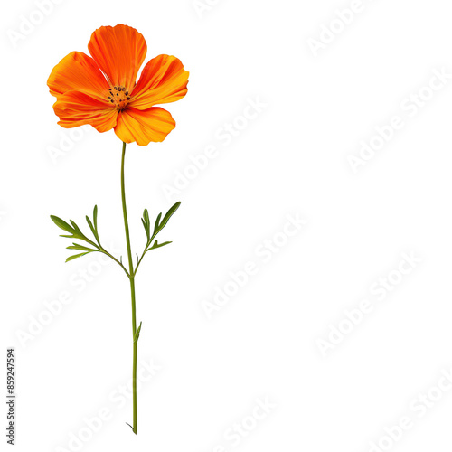 Vibrant orange flower with delicate petals and green leaves on a simple stem, isolated on a transparent background.