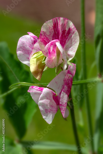 Closeup of flowers of Lathyrus odoratus 'Sweet Caroline' in a garden in early summer