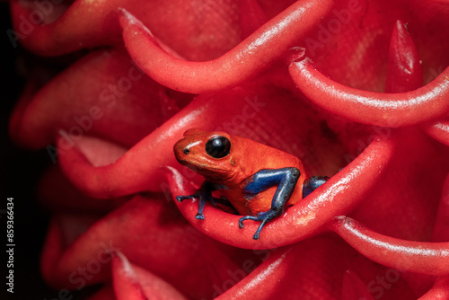 Strawberry poison-dart frog, Oophaga pumilio from the tropical rain forest of Costa Rica