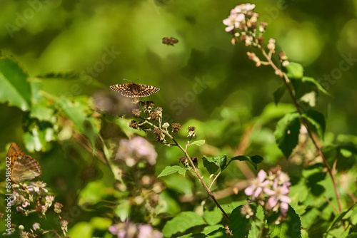 Przeplatka atalia (Melitaea athalia) – motyl dzienny z rodziny rusałkowatych.