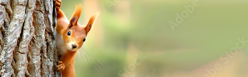 Eichhörnchen blick neugierig hinterm Baum hervor 