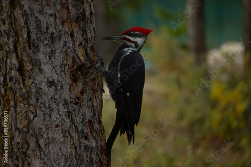 A North American woodpecker (Dryocopus pileatus) perches on a tree trunk