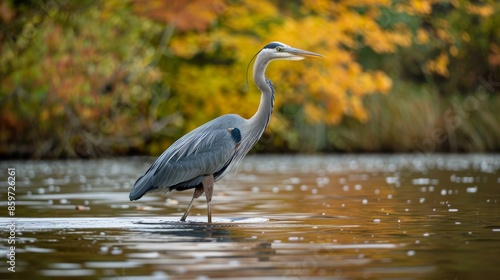 An heron is captured standing in a lake with a backdrop of fall colors reflecting off the calm water surface