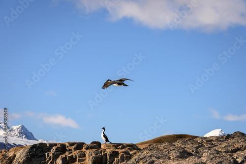 Un cormorán volando y otro de pie en una saliente rocosa. Sensación de libertad. Paisaje y fauna.