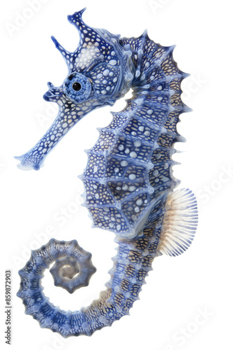 Beautiful seahorse isolated on white or transparent background, png clipart, design element. Easy to place on any other background.