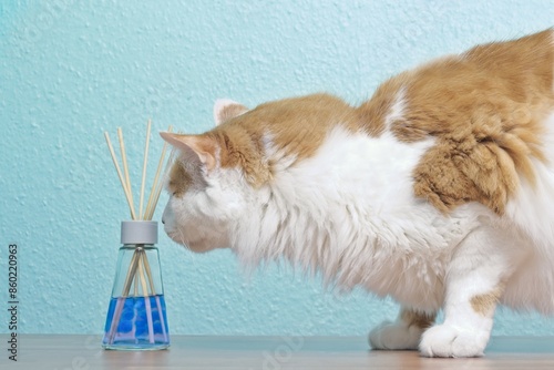 Curious Cat smelling on air freshener on the table. 