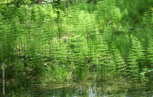 Uferlandschaft mit Sumpf-Schachtel halm - lake side habitate with marsh horsetail - Equisetum palustre