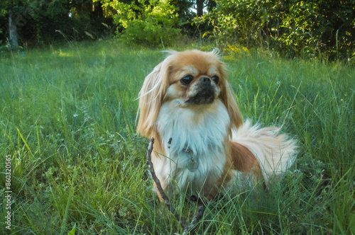 Little Beautiful red light doggo Pekingese breed, amatory family photo