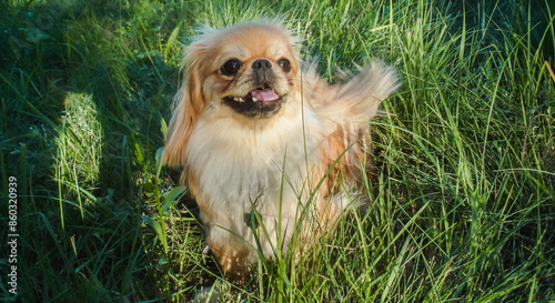 Little Beautiful red light doggo Pekingese breed, amatory family photo